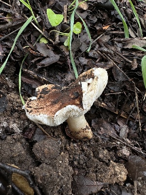  ( - HAY-F-002573)  @11 [ ] c (2023) Rudy Diaz Fungal Diversity Survey