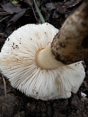  ( - HAY-F-002573)  @11 [ ] c (2023) Rudy Diaz Fungal Diversity Survey