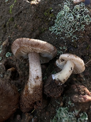  ( - HAY-F-002577)  @11 [ ] c (2023) Rudy Diaz Fungal Diversity Survey