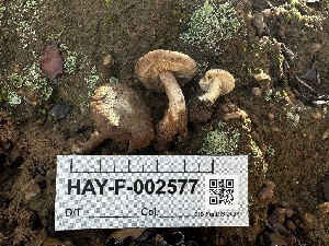  ( - HAY-F-002577)  @11 [ ] c (2023) Rudy Diaz Fungal Diversity Survey