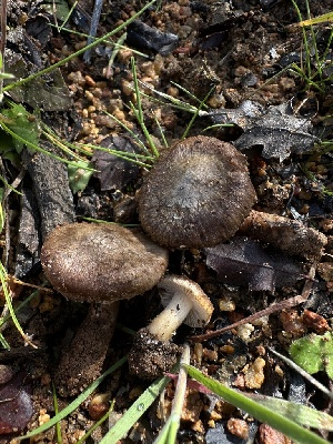  (Inocybe sp. CA17 - HAY-F-002577)  @11 [ ] c (2023) Rudy Diaz Fungal Diversity Survey