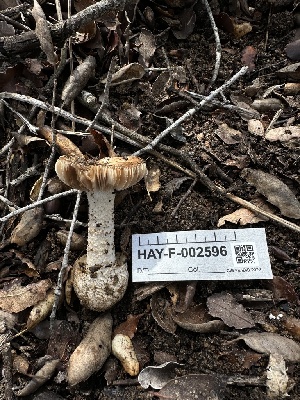  ( - HAY-F-002596)  @11 [ ] c (2023) Rudy Diaz Fungal Diversity Survey