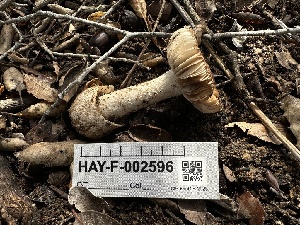  ( - HAY-F-002596)  @11 [ ] c (2023) Rudy Diaz Fungal Diversity Survey
