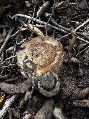  (Amanita sp. CA04 - HAY-F-002596)  @11 [ ] c (2023) Rudy Diaz Fungal Diversity Survey