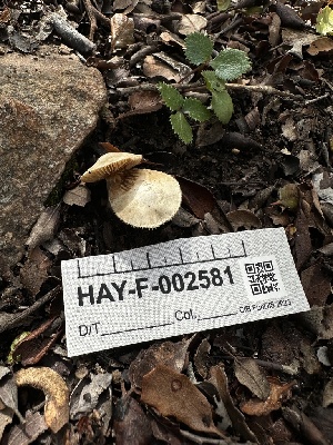  (Inocybe sp. geophylla-PNW06 - HAY-F-002581)  @11 [ ] c (2023) Rudy Diaz Fungal Diversity Survey