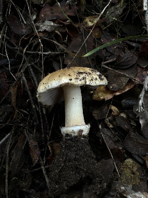  ( - HAY-F-002580)  @11 [ ] c (2023) Rudy Diaz Fungal Diversity Survey