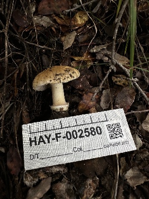  ( - HAY-F-002580)  @11 [ ] c (2023) Rudy Diaz Fungal Diversity Survey