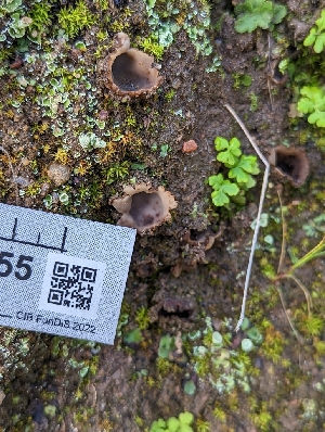  (Geopora sp. CA02 - HAY-F-002055)  @11 [ ] by-nc (2023) Stu Pickell Fungal Diversity Survey