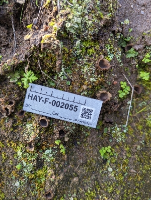  ( - HAY-F-002055)  @11 [ ] by-nc (2023) Stu Pickell Fungal Diversity Survey