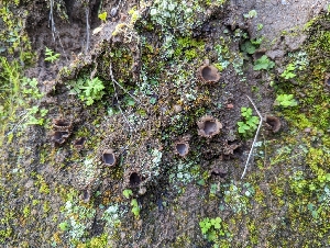  ( - HAY-F-002055)  @11 [ ] by-nc (2023) Stu Pickell Fungal Diversity Survey