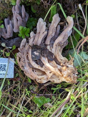  ( - HAY-F-002056)  @11 [ ] by-nc (2023) Stu Pickell Fungal Diversity Survey