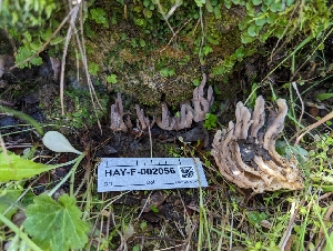  ( - HAY-F-002056)  @11 [ ] by-nc (2023) Stu Pickell Fungal Diversity Survey