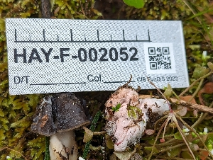  (Hypomyces sp. cervinigenus-BC01 - HAY-F-002052)  @11 [ ] by-nc (2023) Stu Pickell Fungal Diversity Survey