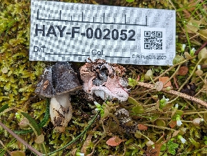  ( - HAY-F-002052)  @11 [ ] by-nc (2023) Stu Pickell Fungal Diversity Survey