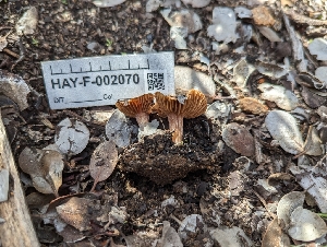  ( - HAY-F-002070)  @11 [ ] by-nc (2023) Stu Pickell Fungal Diversity Survey