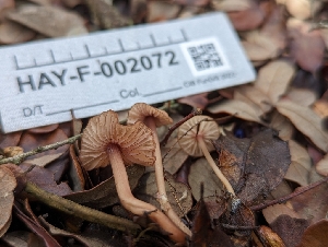  ( - HAY-F-002072)  @11 [ ] by-nc (2023) Stu Pickell Fungal Diversity Survey