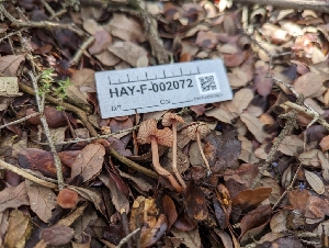  ( - HAY-F-002072)  @11 [ ] by-nc (2023) Stu Pickell Fungal Diversity Survey