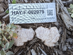  ( - HAY-F-002079)  @11 [ ] by-nc (2023) Stu Pickell Fungal Diversity Survey