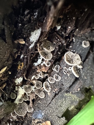  ( - HAY-F-001181)  @11 [ ] by-nc (2023) Aaron Tupac Fungal Diversity Survey