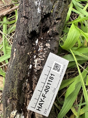  ( - HAY-F-001181)  @11 [ ] by-nc (2023) Aaron Tupac Fungal Diversity Survey