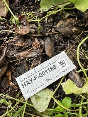  ( - HAY-F-001186)  @11 [ ] by-nc (2023) Aaron Tupac Fungal Diversity Survey