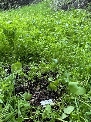  ( - HAY-F-001186)  @11 [ ] by-nc (2023) Aaron Tupac Fungal Diversity Survey