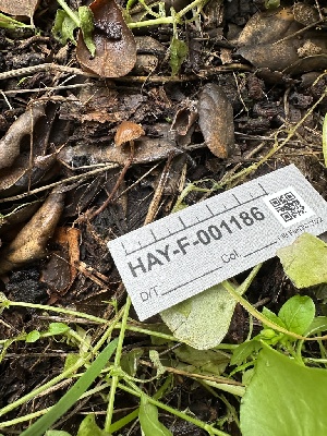  ( - HAY-F-001186)  @11 [ ] by-nc (2023) Aaron Tupac Fungal Diversity Survey