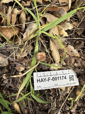  ( - HAY-F-001174)  @11 [ ] by-nc (2023) Aaron Tupac Fungal Diversity Survey