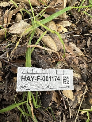  ( - HAY-F-001174)  @11 [ ] by-nc (2023) Aaron Tupac Fungal Diversity Survey