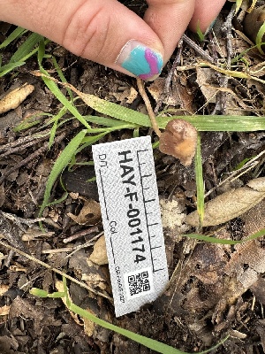  ( - HAY-F-001174)  @11 [ ] by-nc (2023) Aaron Tupac Fungal Diversity Survey