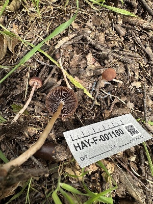  ( - HAY-F-001180)  @11 [ ] by-nc (2023) Aaron Tupac Fungal Diversity Survey