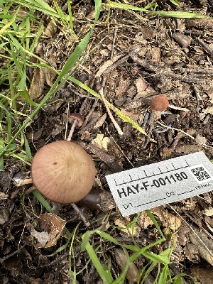  ( - HAY-F-001180)  @11 [ ] by-nc (2023) Aaron Tupac Fungal Diversity Survey