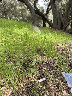  ( - HAY-F-001180)  @11 [ ] by-nc (2023) Aaron Tupac Fungal Diversity Survey