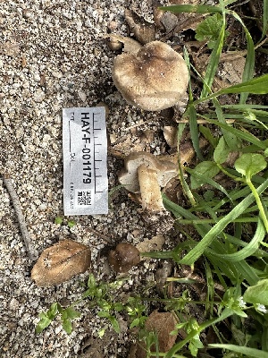  ( - HAY-F-001179)  @11 [ ] by-nc (2023) Aaron Tupac Fungal Diversity Survey
