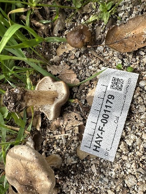  ( - HAY-F-001179)  @11 [ ] by-nc (2023) Aaron Tupac Fungal Diversity Survey