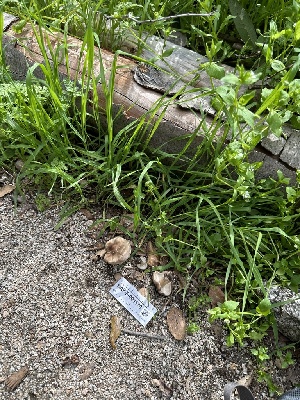  ( - HAY-F-001179)  @11 [ ] by-nc (2023) Aaron Tupac Fungal Diversity Survey