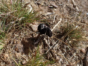  ( - HAY-F-001851)  @11 [ ] by-nc (2023) Sadie Hickey Fungal Diversity Survey