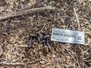  ( - HAY-F-002083)  @11 [ ] by-nc (2023) Stu Pickell Fungal Diversity Survey