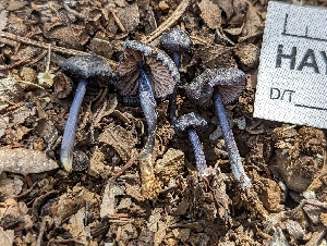  ( - HAY-F-002083)  @11 [ ] by-nc (2023) Stu Pickell Fungal Diversity Survey