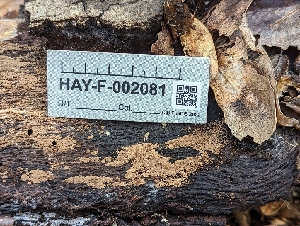  ( - HAY-F-002081)  @11 [ ] by-nc (2023) Stu Pickell Fungal Diversity Survey