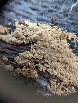  ( - HAY-F-002081)  @11 [ ] by-nc (2023) Stu Pickell Fungal Diversity Survey