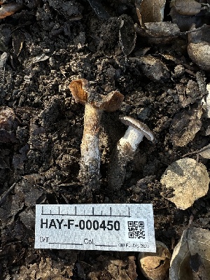 ( - HAY-F-000450)  @11 [ ] c (2023) Rudy Diaz Fungal Diversity Survey