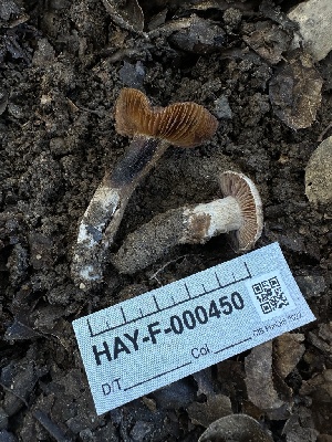  ( - HAY-F-000450)  @11 [ ] c (2023) Rudy Diaz Fungal Diversity Survey