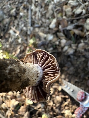  ( - HAY-F-000450)  @11 [ ] c (2023) Rudy Diaz Fungal Diversity Survey