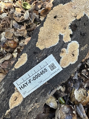  ( - HAY-F-000465)  @11 [ ] c (2023) Rudy Diaz Fungal Diversity Survey