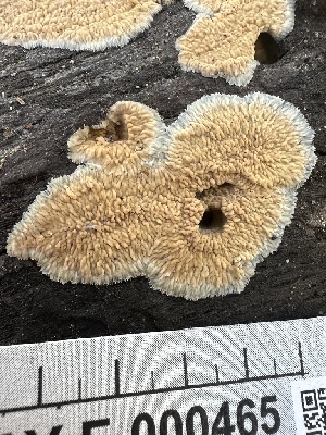  (Efibula sp. CA02 - HAY-F-000465)  @11 [ ] c (2023) Rudy Diaz Fungal Diversity Survey