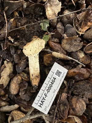  ( - HAY-F-000464)  @11 [ ] c (2023) Rudy Diaz Fungal Diversity Survey