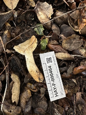  ( - HAY-F-000464)  @11 [ ] c (2023) Rudy Diaz Fungal Diversity Survey