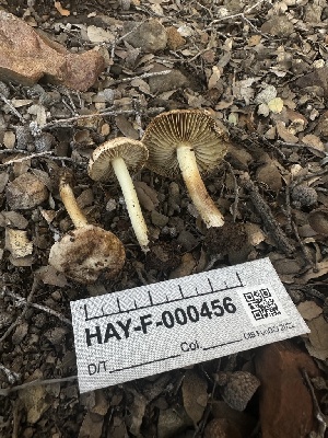  (Inocybe sp. CA42 - HAY-F-000456)  @11 [ ] c (2023) Rudy Diaz Fungal Diversity Survey