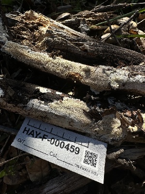  (Steccherinum sp. CA03 - HAY-F-000459)  @11 [ ] c (2023) Rudy Diaz Fungal Diversity Survey